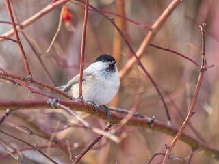 Cute bird the willow tit, song bird sitting on a branch without leaves in the winter.