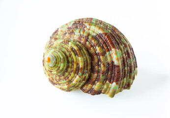 Marine shell from tropical seas