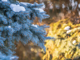 Green fir branches in winter covered with snow