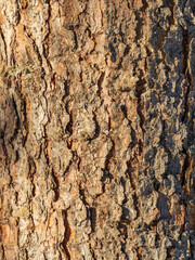 Bark texture and background of a old fir tree trunk. Detailed bark texture. Natural background