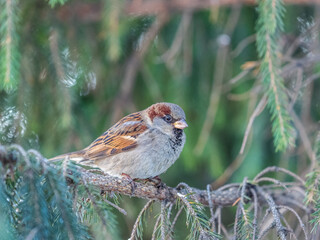 Sparrow sits on a fir branch in the sunset light.