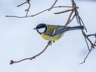 Cute bird Great tit, songbird sitting on a branch without leaves in the autumn or winter.