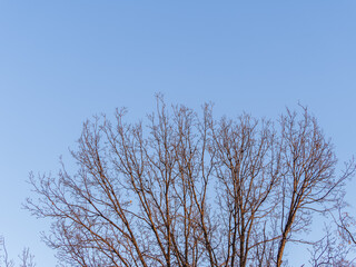 The top of oak tree on a clear winter day against the blue sky background