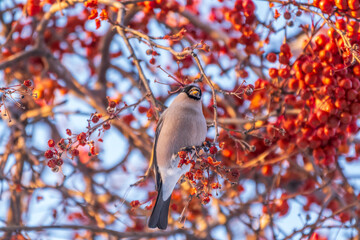 Bullfinch sitting on a branch. Beautiful bird with a red breast on a branch in winter.