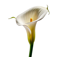 A calla lily with an elegant, curved shape.