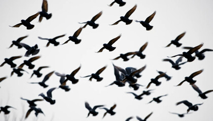Flock of Birds Flying Together Against a Light Sky in Motion