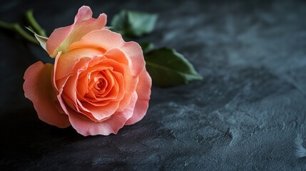 Naklejka premium Pink rose resting on a sleek black surface, soft shadows enhancing elegance.