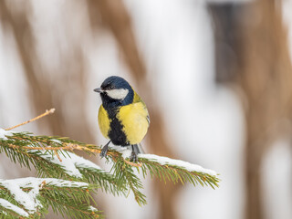Cute bird Great tit, songbird sitting on a branch without leaves in the autumn or winter.