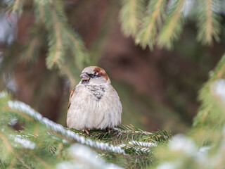 Sparrow sits on a fir branch in the sunset light.