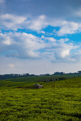 Obraz premium green field and blue sky green tea leaves background