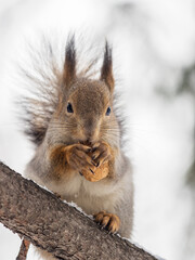 Fototapeta premium The squirrel with nut sits on tree in the winter or late autumn