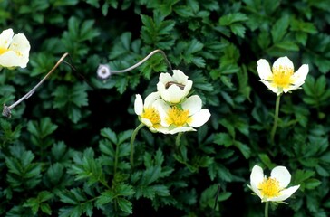 Aleutian avens, Chinguruma, alpine plant in Mount Akita-Komagatake, Akita, Japan