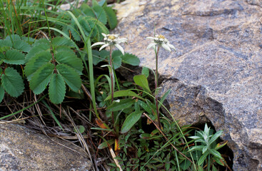 Leontopodium hayachinense, Hayachine-usuyukiso, Edelweiss, alpine plants in Hanamaki, Japan