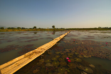 Bamboo bridge with waterlilly around