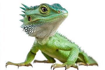 Fototapeta premium Chinese water dragon perched, bright green scaly body, hyper-detailed textures, isolated.
