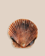 Aesthetic summer card, closeup shell scallop brown color on beige background. Natural Seashell with shadow, nautical style, ocean and sea life design, top view minimal monochrome layout