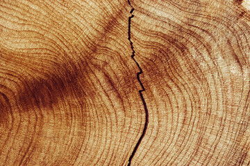 Close-Up of Wooden Tree Rings with Natural Texture, Detailed of tree rings at natural growth patterns and textures of wood. Circular lines and earthy tones, nature organic aesthetic background