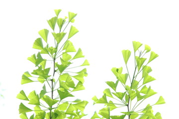 イチョウの新緑　白背景