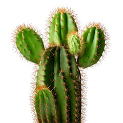 Naklejka premium A paddle cactus with small spines and bright green color