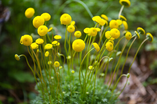 floral background of spring flowers in a garden