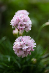 Fototapeta premium floral background of spring flowers in a garden