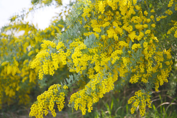 Obraz premium floral background of blooming mimosa acacia 
