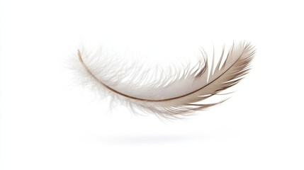 Obraz premium A single feather of brown and white floats in the air