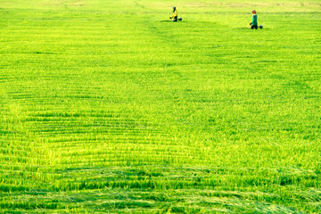 Green Rice Field with Farmers Working in Scenic Agricultural Landscape