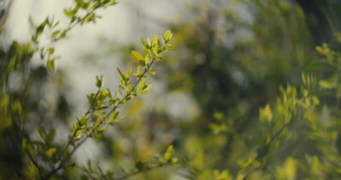 Trees and grass blooming on a sunny spring day