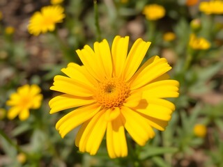 Vivid Yellow Calendula Flower Close-up Nature's Beauty, Floral Photography.
