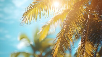 Majestic palm tree with sunlight shining through the leaves creating a beautiful tropical scene
