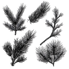 Obraz premium illustrations of various trees, leaves, grasses, and botanical elements on white background.