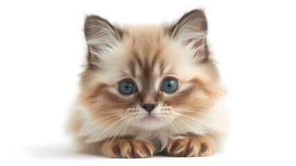 Fototapeta premium Ragdoll cat, small kitten portrait isolated on white background