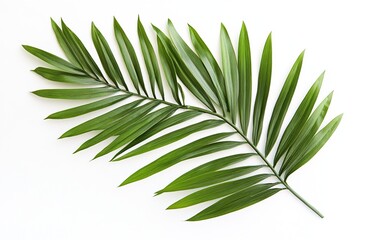 Green Palm Leaf on White Background