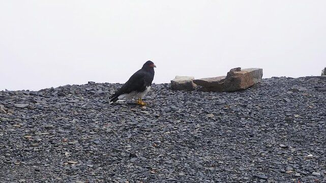 Caracara raptor bird walks on cloudy stone mtn summit, looks to camera