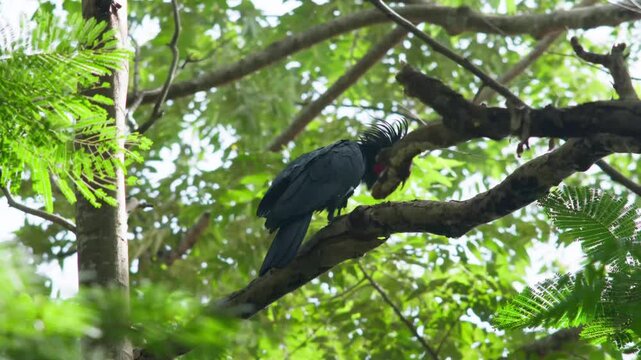 The endangered Cape York Palm Cockatoo in the wild, clip 3