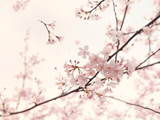 Delicate cherry blossom petals falling against a soft pastel sky, romantic and seasonal, high-resolution, Ai Generate.