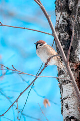 A small bird, a field sparrow, sits high on a tree branch.