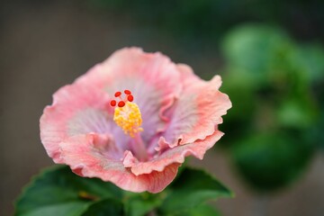 Obraz premium ハイビスカス セレーネ