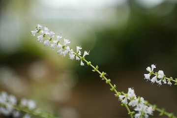 小さなフブキバナの花