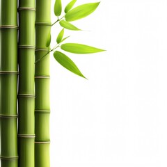 Bamboo stalks and leaves. Green stalks aligned against a white backdrop
