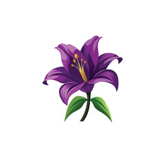 Pink lily flower illustration on a white background