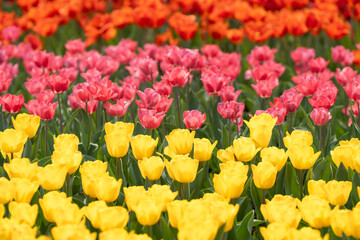 Sea of beautiful Tulipa gesneriana