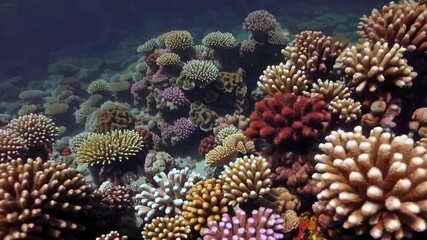 Split-view video capturing vibrant coral reefs underwater and a swimmer above, showcasing marine life from a unique, immersive angle.
