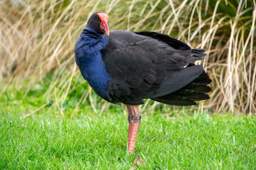 Australian Swamphen/Pūkeko (Porphyrio melanotus) standing in grass