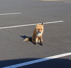 wild fox in the parking lot