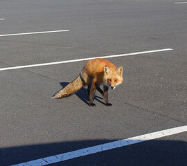 wild fox in the parking lot