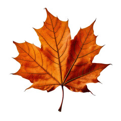 Obraz premium A dried maple leaf with a rustic, curled look