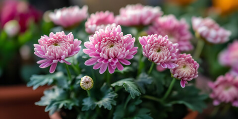 Obraz premium ピンクの小さな菊の花 Generated image