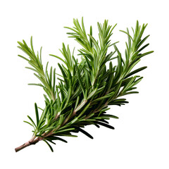 Fototapeta premium A rosemary herb sprig with aromatic needle-like leave. 